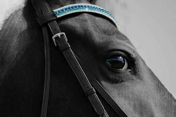 Browbands